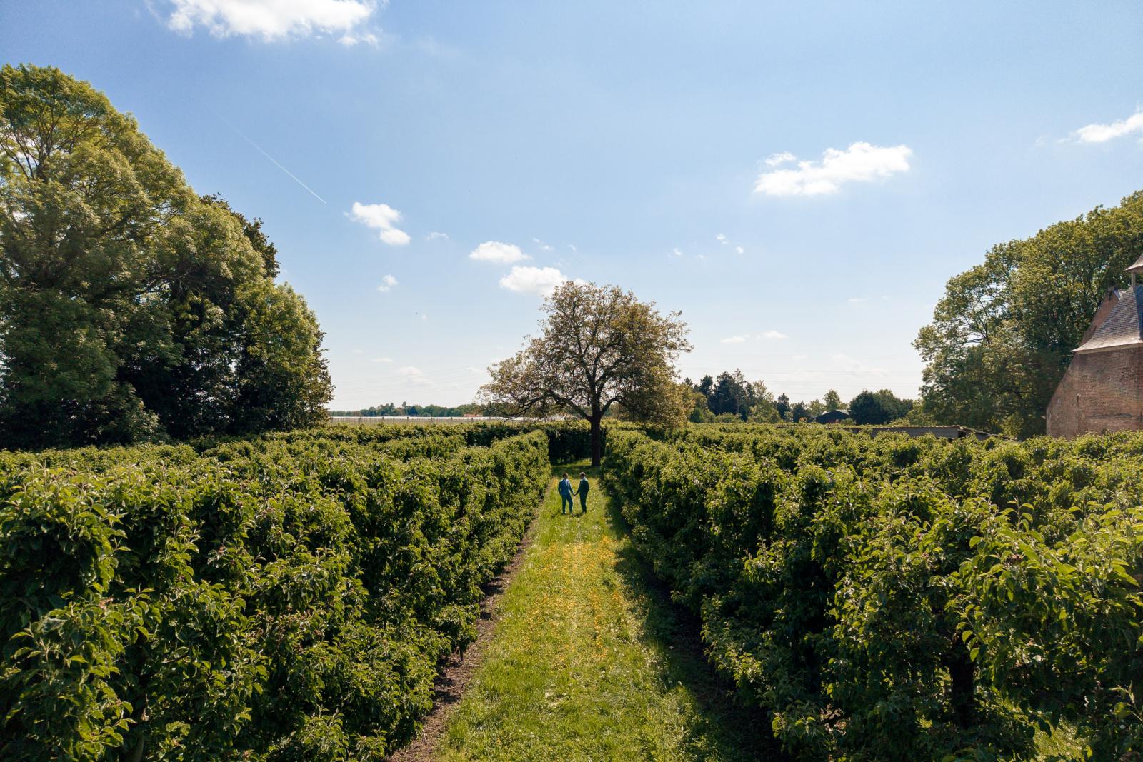 Een weids overzicht van de symmetrische, groene boomgaard waar het bruidspaar in de verte hand in hand wandelt onder een lichtbewolkte blauwe lucht
