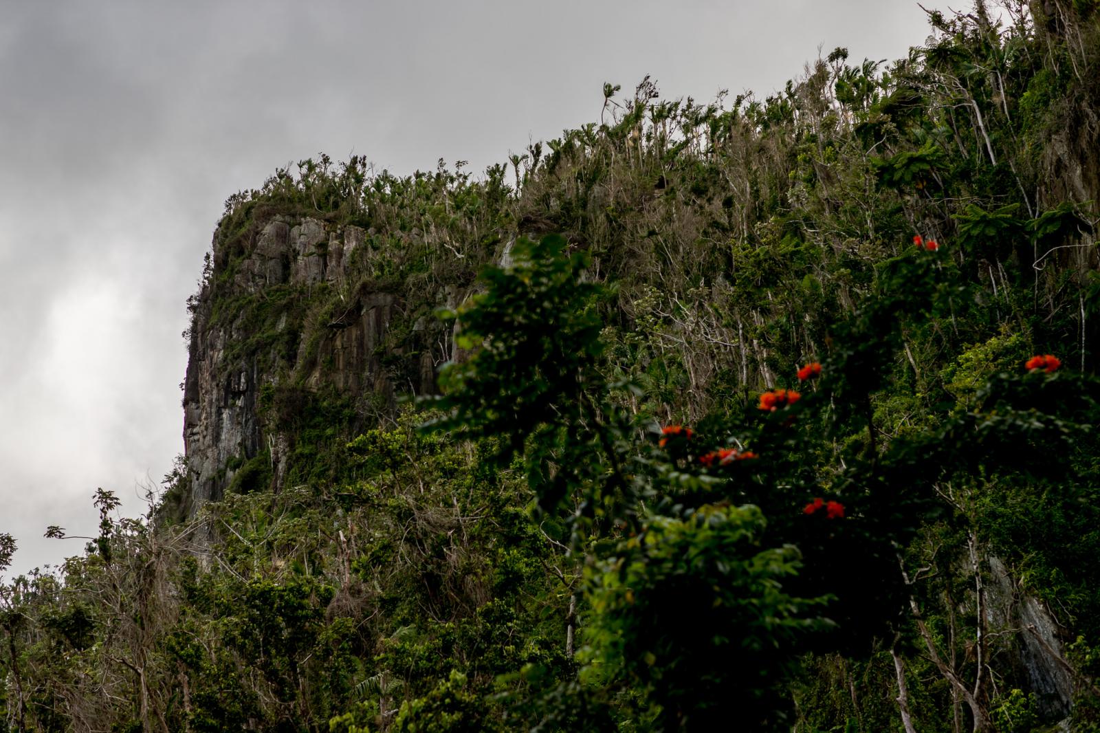 Loveshoot Regenwoud El Yunque