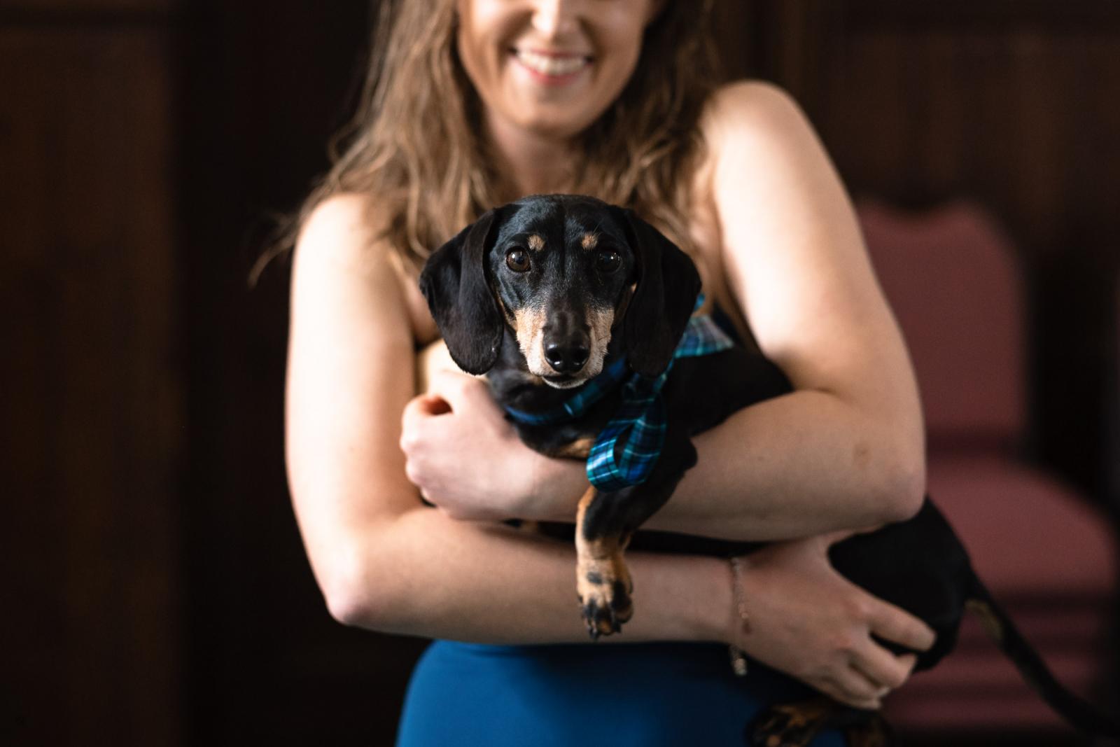 A cute dachshund wearing a blue and green Scottish tartan bow tie being held lovingly by a bridesmaid at a wedding ceremony.