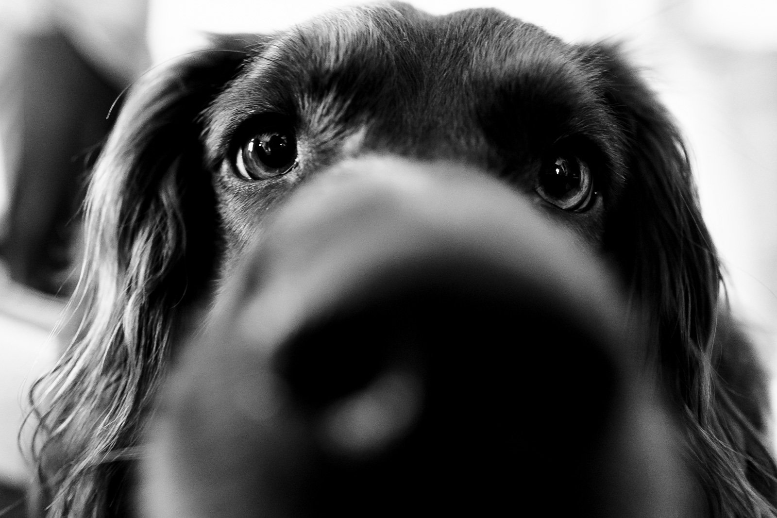 Hond op trouwerij Trouwfotograaf Nieuwkoop