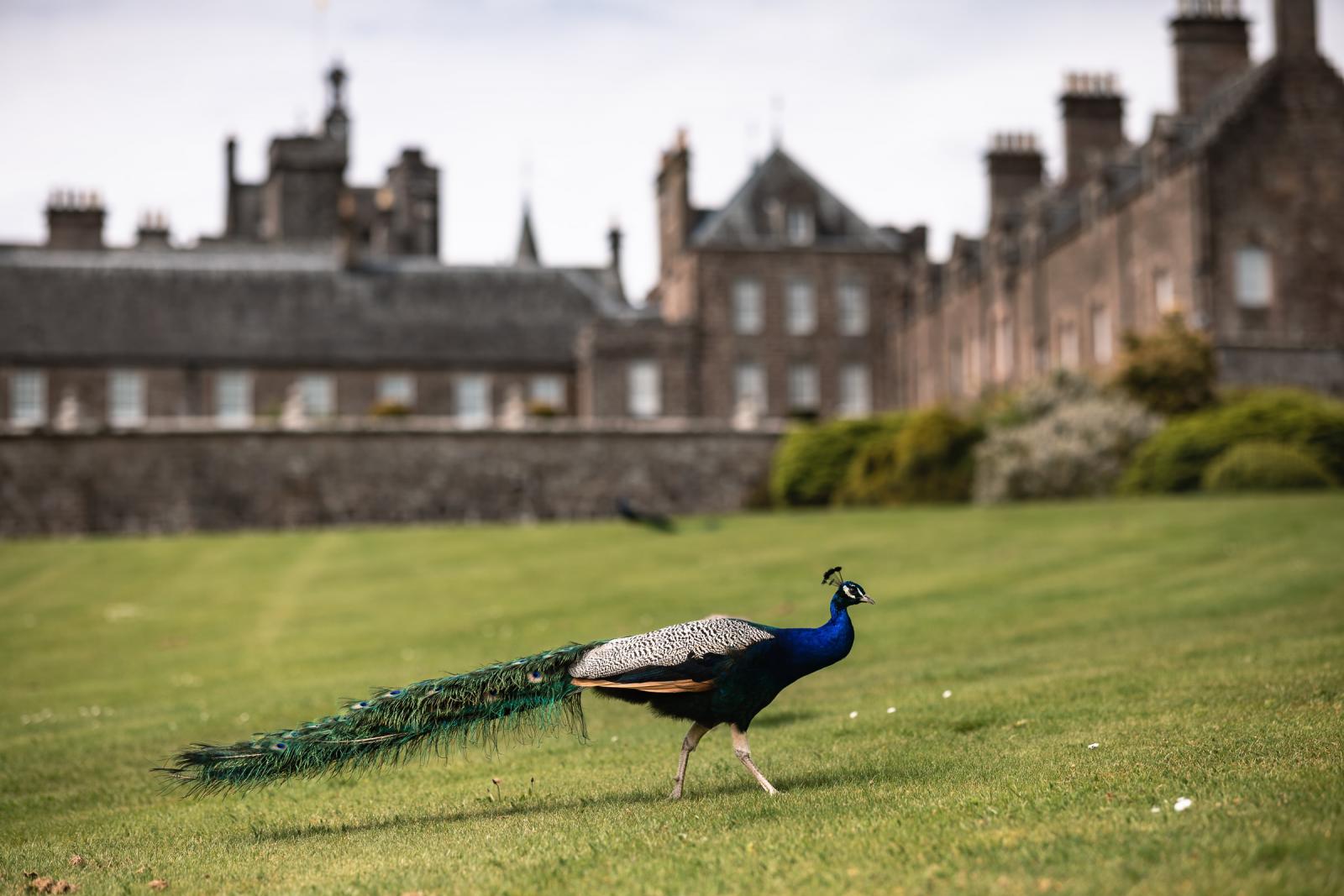 A peacock walking across the lawn with the historic buildings of Drummond Castle in the background in Scotland