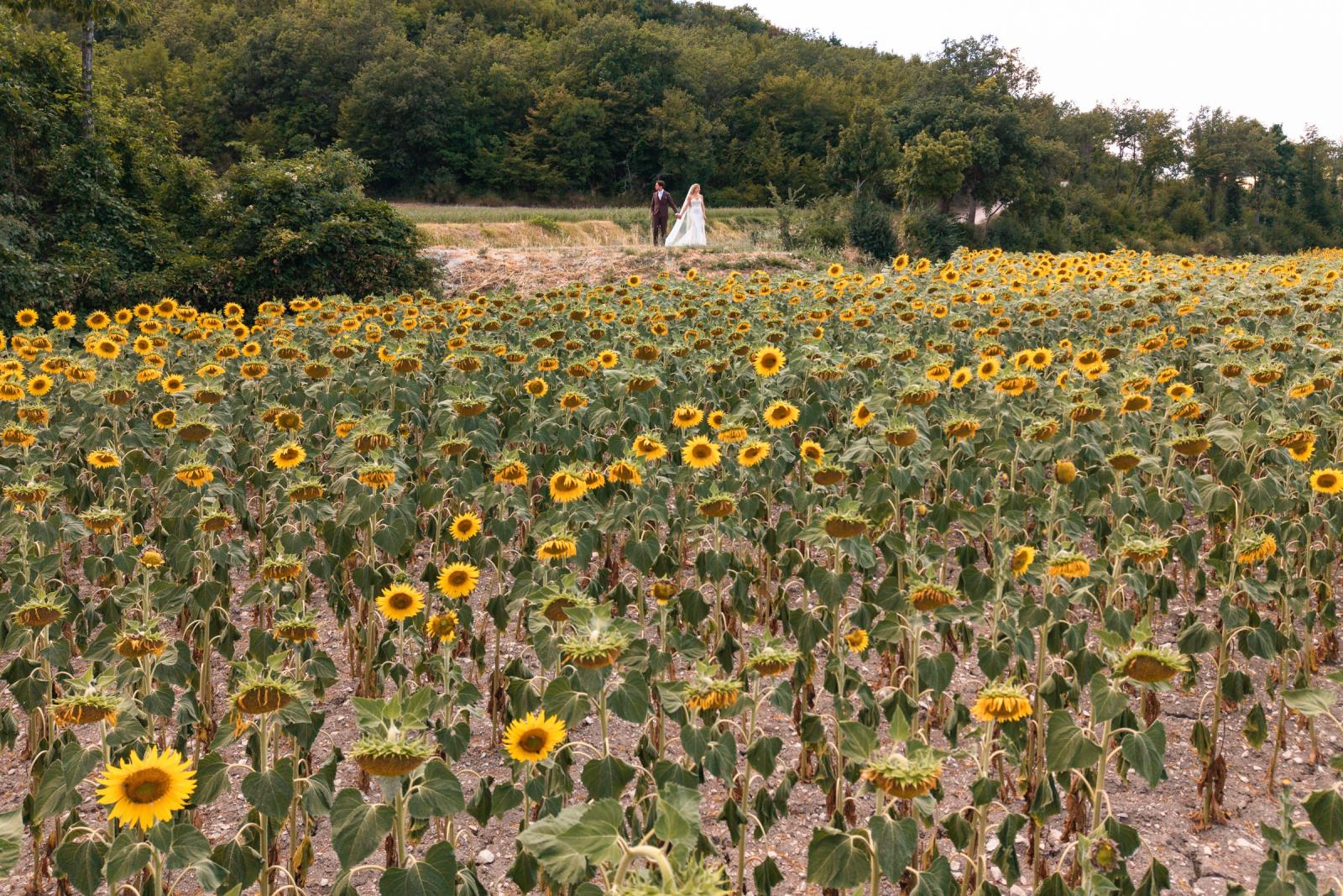 Bride and groom holding hands walking along a blooming sunflower field in Le Marche
