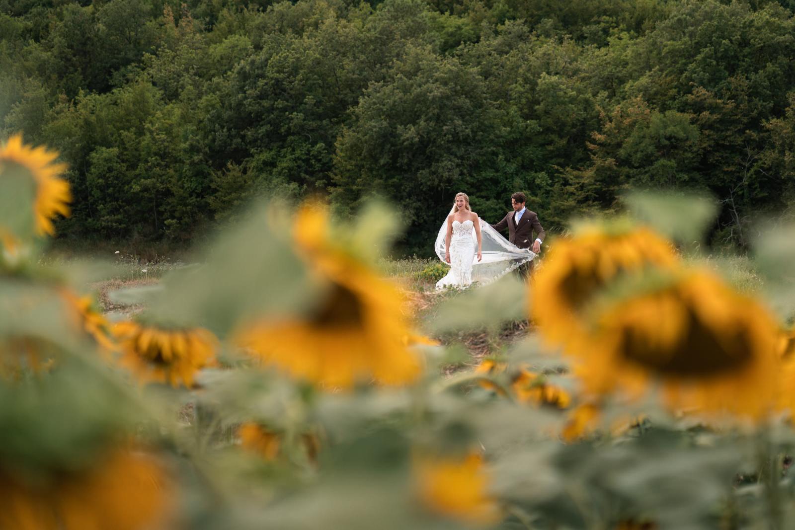 Groom helping bride Gemmy with long veil framed by bright yellow sunflowers