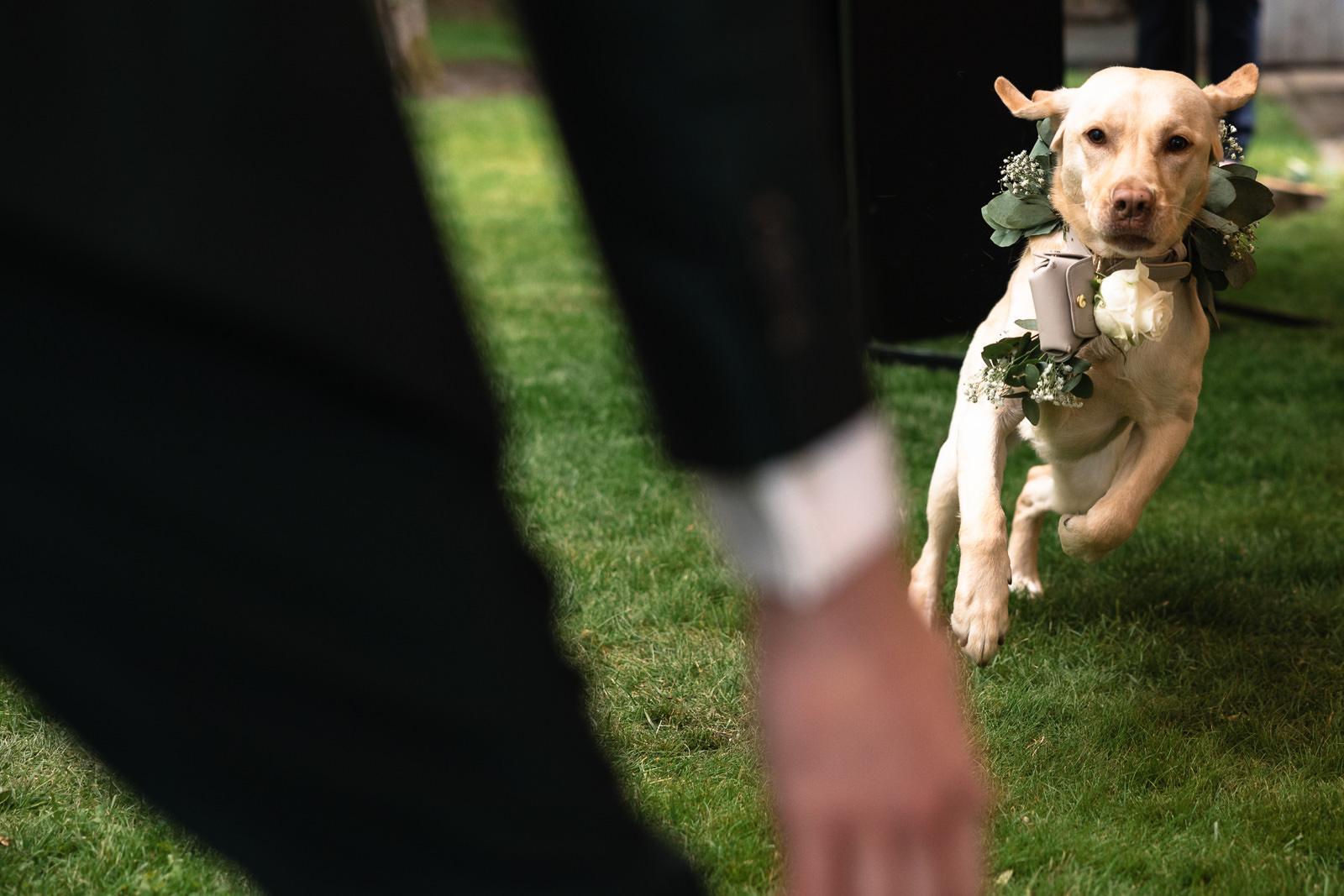De hond komt de ringen brengen naar het bruidspaar Trouwfotograaf De Duinrand Oostvoorde