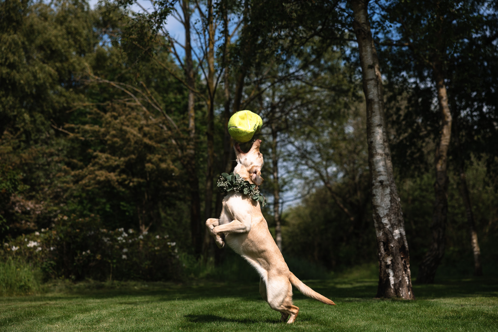 Kinderen spelen met de hond tijdens de receptie Trouwfotograaf De Duinrand Oostvoorde