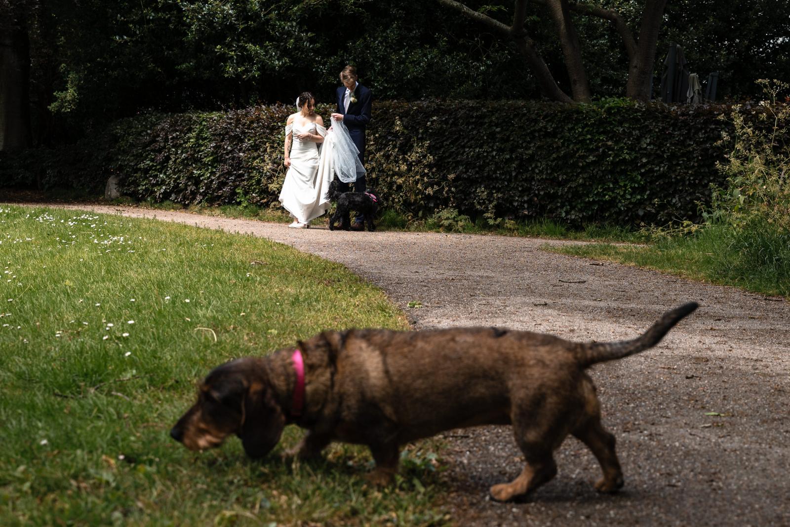 Fotosessie bruidspaar met honden in het park bij Central Park Voorburg